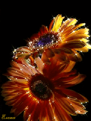 Dwa pomarańczowe błyszczące gerbery